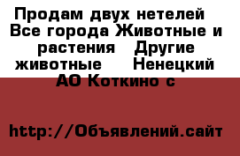 Продам двух нетелей - Все города Животные и растения » Другие животные   . Ненецкий АО,Коткино с.